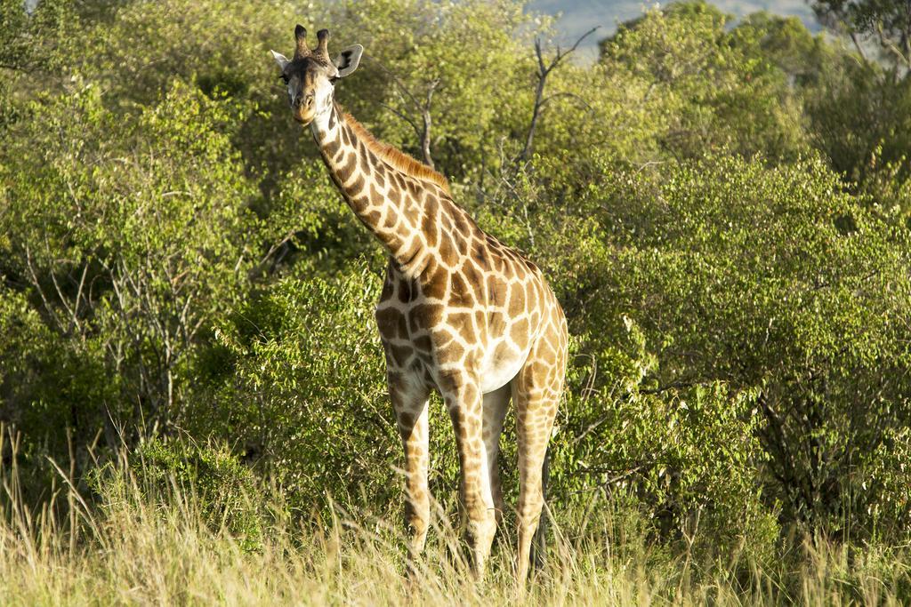 Mara Engai Lodge Lolgorien Exterior foto